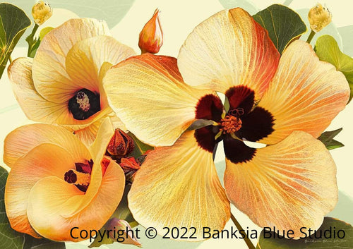 Banksia Blue Studio " Alkira "|Australian Hibiscus Framed Wall Print Black-Landscape