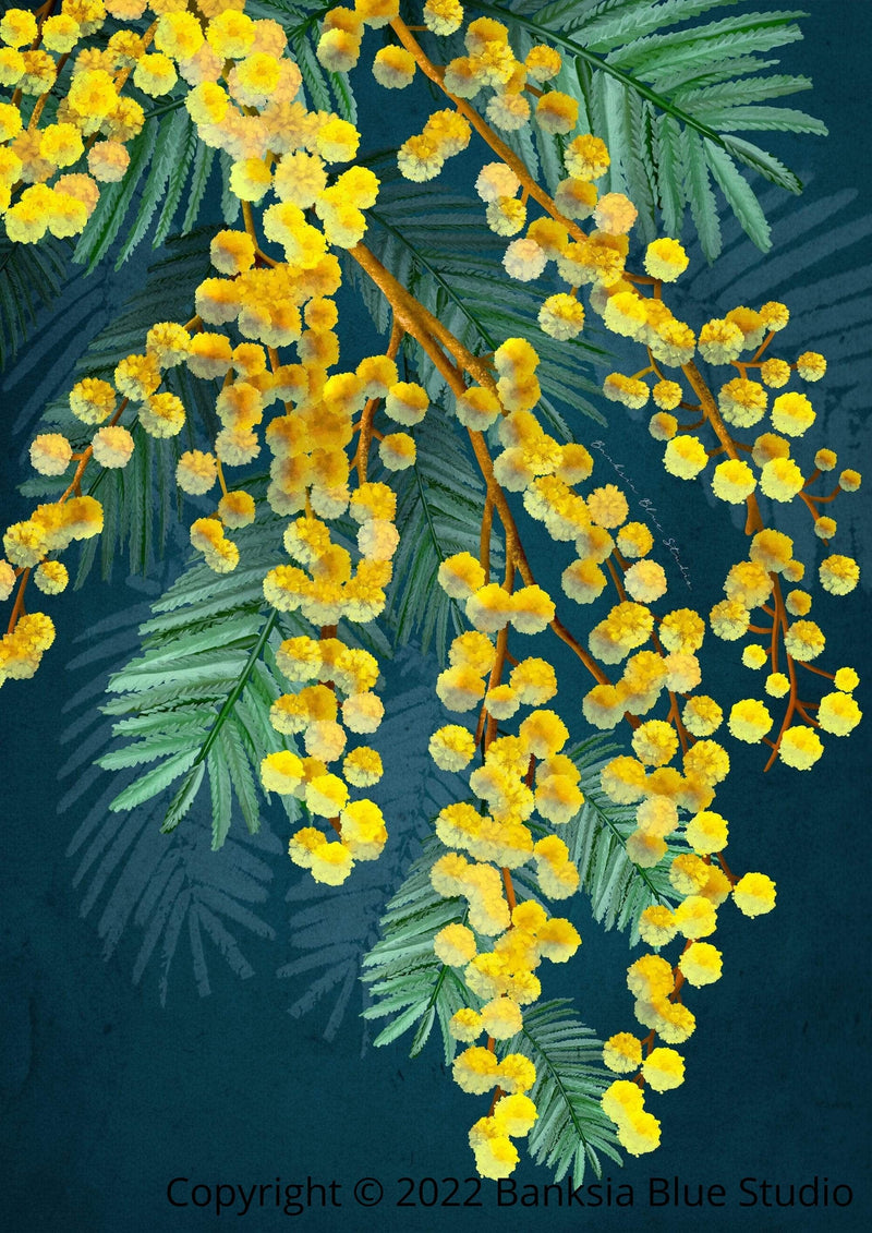 Banksia Blue Studio 594MM X 420MM "Golden Spirit"| Framed Canvas Print Australian Golden Wattle 594 x 420mm