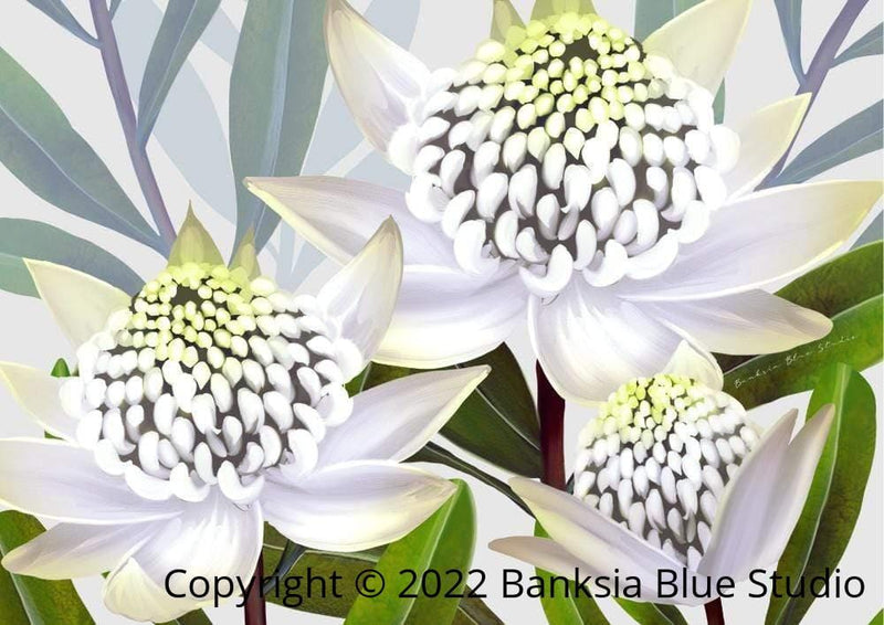 Banksia Blue Studio 750MM X 1000MM Beacon Of The Bush| White Waratah 1000 x 700mm