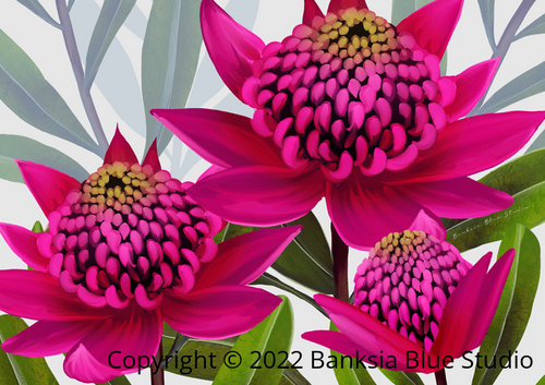 Banksia Blue Studio " Beacon Of The Bush"|Australian Waratah Pink Wall Art Print-Landscape