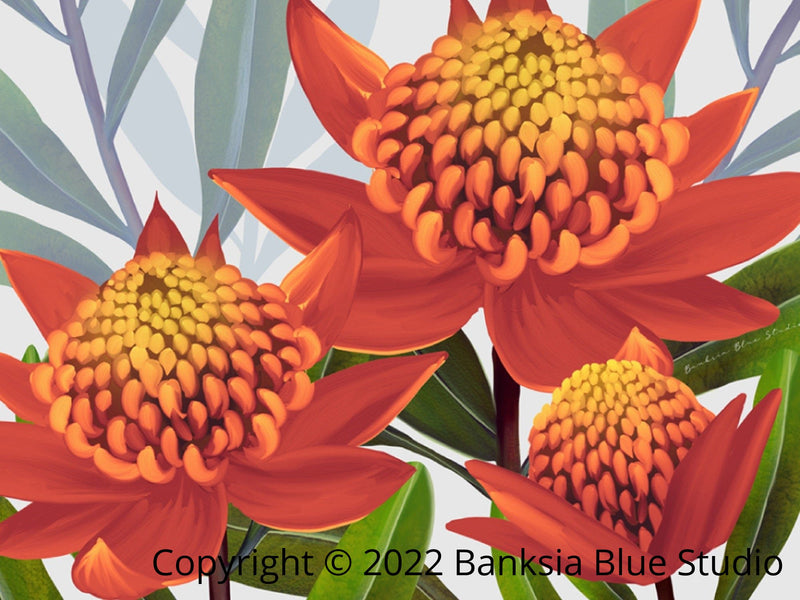 Banksia Blue Studio " Beacon Of The Bush"|Australian Waratah Tangerine Canvas Art Print-Landscape