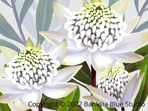 Banksia Blue Studio " Beacon Of The Bush"|Australian Waratah White Canvas Art Print-Landscape