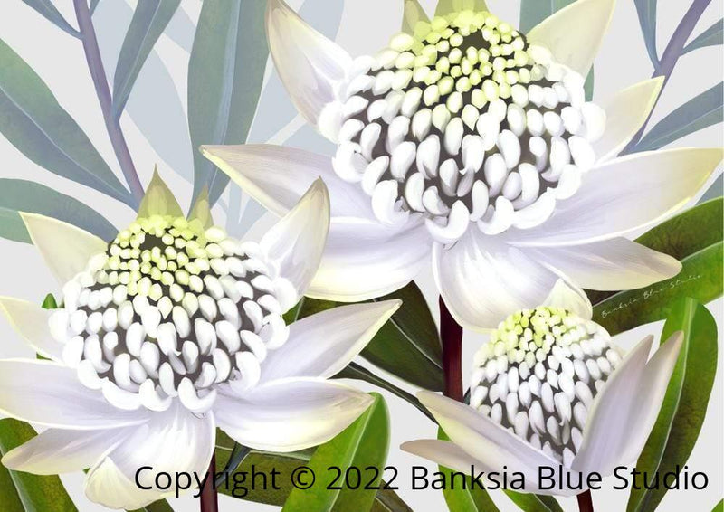 Banksia Blue Studio " Beacon Of The Bush"|Framed Canvas Print Australian Waratah White-Landscape
