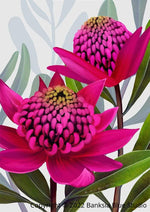 Banksia Blue Studio "Beacon Of The Bush Pink"|Pink Waratah Natural Framed Wall Print-Portrait