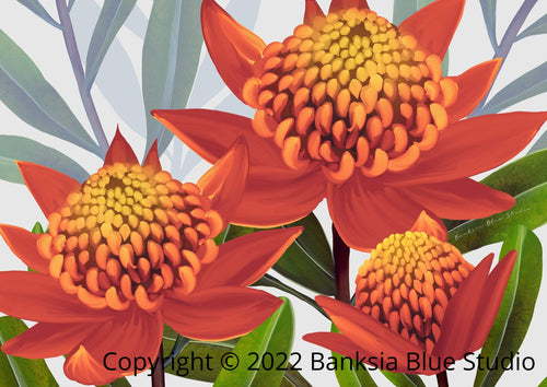 Banksia Blue Studio "Beacon of The Bush Tangerine"|Australian Waratah Framed Wall Print Black-Portrait