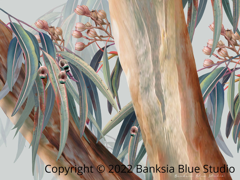 Banksia Blue Studio "Boroondara 3" |Framed Canvas Print  Australian Blue Gum Eucalyptus-Landscape