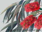 Banksia Blue Studio "Carinya"|Australian Bottlebrush Canvas Art-Landscape