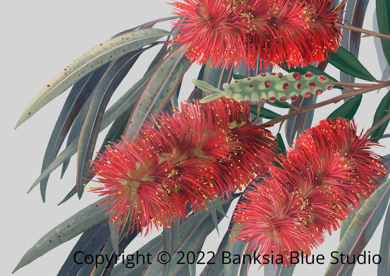 Banksia Blue Studio "Carinya"|Australian Bottlebrush Framed Wall Print Black-Landscape