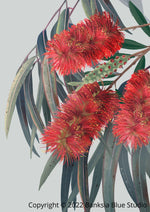 Banksia Blue Studio "Carinya" | Australian Bottlebrush Unframed Wall Art Print-Portrait