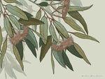 Banksia Blue Studio "Kooyong"| Australian Eucalyptus| Framed Canvas Print Australian Eucalyptus-Landscape