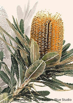 Banksia Blue Studio "Mirambeena"|Australian Banksia Framed Wall Print 2 White-Portrait