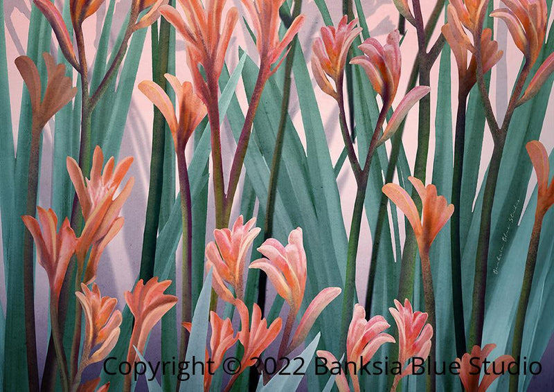 Banksia Blue Studio "Wild of heart"| Framed Canvas Print Australian Kangaroo Paw Pink-Landscape