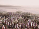 Banksia Blue Studio "Wildflowers" | Australian Mulla Mulla Wall Art Print-Landscape