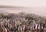 Banksia Blue Studio " Wildflowers "| Framed Canvas Print Australian Mulla Mulla Print-Landscape
